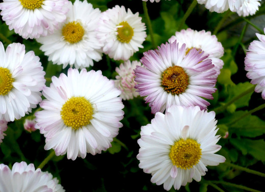 414451 (a): :2000x1450